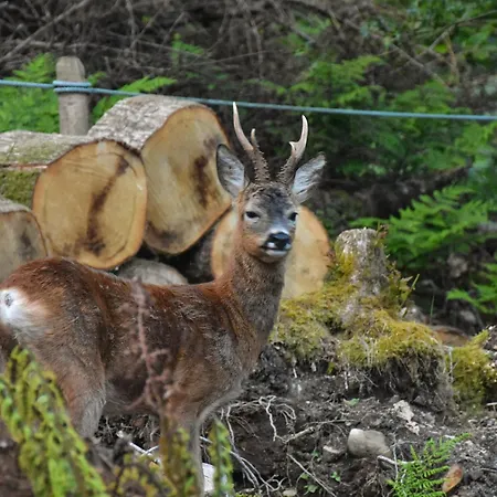 Prázdninový dům Holly Hideaway -